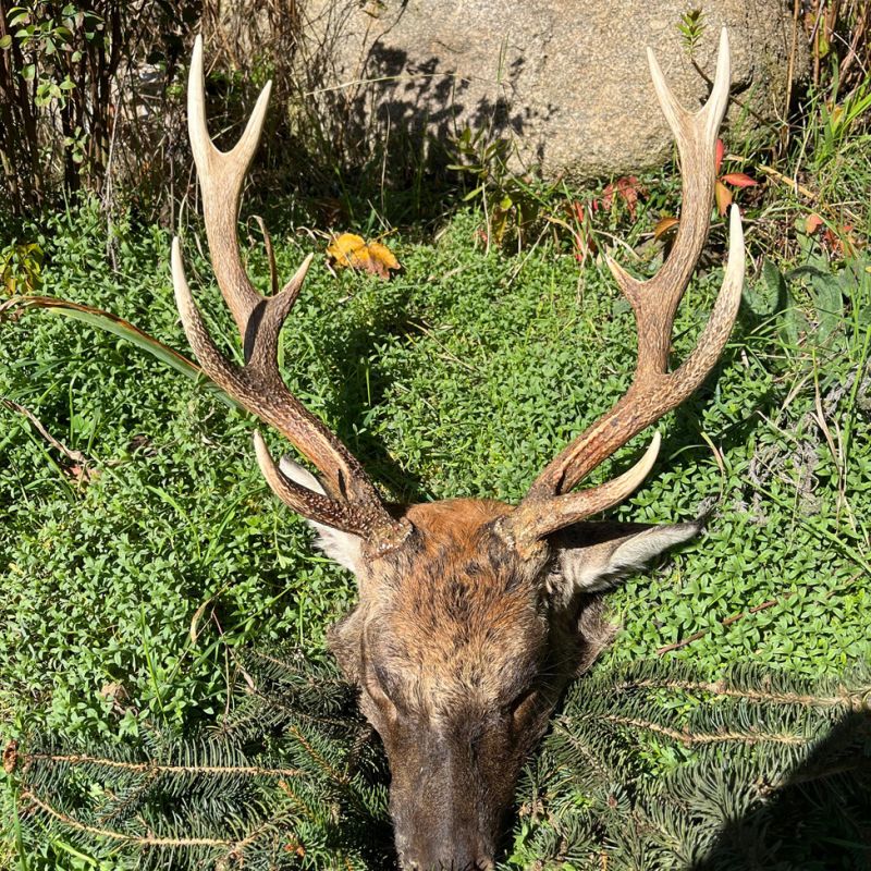 Sika deer