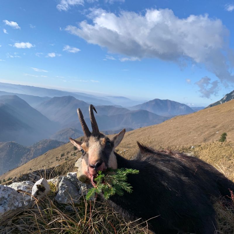 Chamois